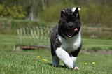 AKITA AMERICAIN 454